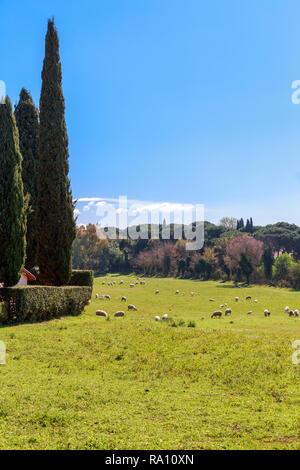 Schafherde weidet in der Nähe der Via Appia Antica in Rom, Italien. Stockfoto