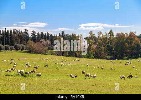 Schafherde weidet in der Nähe der Via Appia Antica in Rom, Italien. Stockfoto