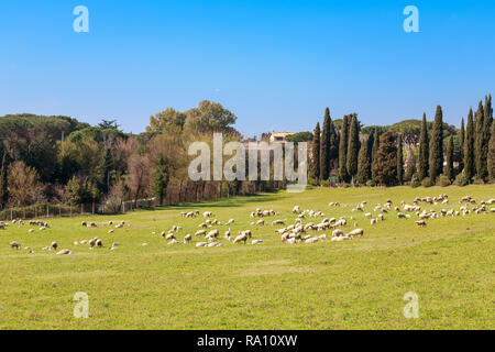 Schafherde weidet in der Nähe der Via Appia Antica in Rom, Italien. Stockfoto