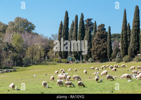 Schafherde weidet in der Nähe der Via Appia Antica in Rom, Italien. Stockfoto