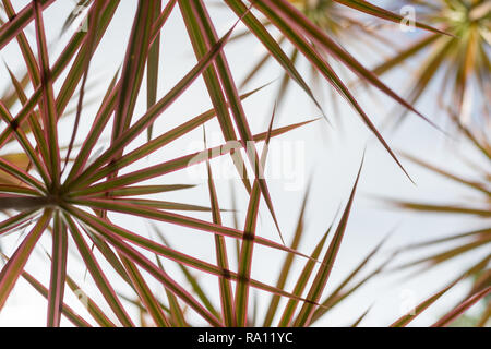 Ein Wäldchen eine tropische Pflanze namens Madagaskar Drachenbaum (Dracaena marginata) - Blick nach oben horizontale Ausrichtung Stockfoto