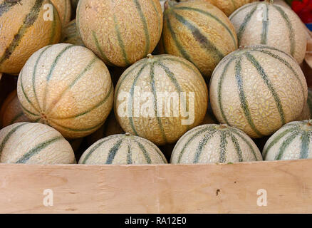 Schließen Sie den ganzen frischen Reifen Sommer melone Melonen auf Retail Anzeige der Farmers Market, hohe Betrachtungswinkel Stockfoto