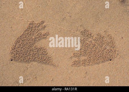 Sand Bubbler Krabben auf Sand am Meer in der Natur. Haus eines Ghost bubbler crab Krabbe, sand Schlamm Kugeln verlassen um ein Loch am Strand von weißem Sand Stockfoto