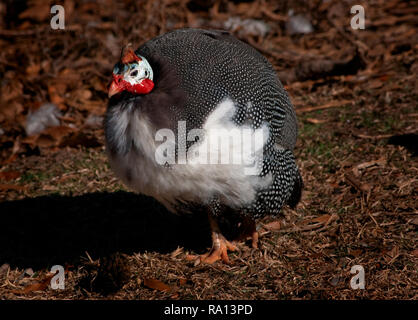 Eine behelmte Perlhuhn steht in der Sonne bei Highland Park in Meridian, Mississippi. Stockfoto