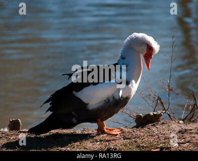 Eine inländische Mucovy Ente steht neben dem Teich bei Highland Park in Meridian, Mississippi. Stockfoto