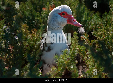 Eine inländische Muscovy duck Nester in der Sonne bei Highland Park in Meridian, Mississippi. Stockfoto