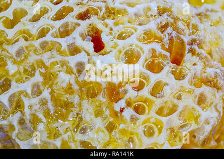 Close-up frischen Honig aus Waben, Honig ist ein süßes Essen, die Biene mit Pollen produziert. Und kann auch als Komponente in der Kräutermedizin verwendet werden. Stockfoto