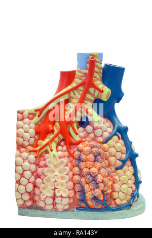 Anatomische Modell des pulmonalen und Blutgefäße des menschlichen Körpers für den Einsatz in der medizinischen Ausbildung auf weißem Hintergrund. Stockfoto