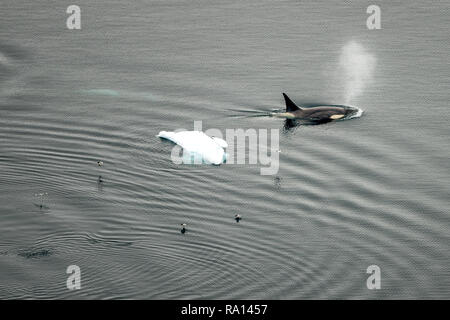 Schwertwale im Paradies Hafen, Antarktis Stockfoto