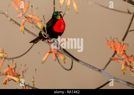 Männliche Scarlet-chested Sunbird (Chalcomitra senegalensis) in der Serengeti Stockfoto