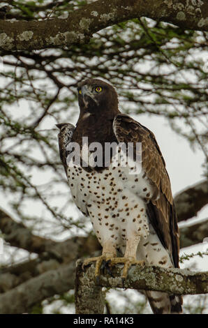 Martial Eagle (Polemaetus bellicosus) in Tansania, Afrika ist anfällig. Stockfoto