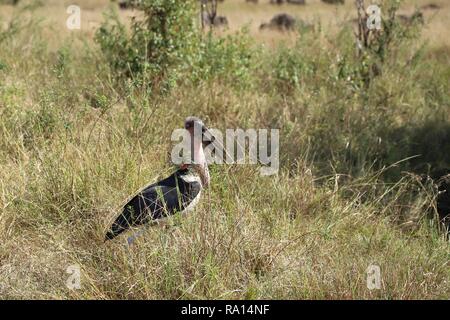 Marabu, steht im Gras des Masai Mara Stockfoto