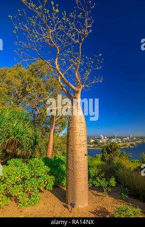 Baobab Baum im Kings Park und Botanischer Garten in Perth, Western Australia. Blue Sky. Perth skyline Luftbild. Vertikale erschossen. Stockfoto