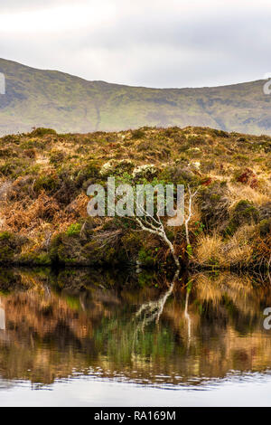 Loughros Point, County Donegal, Irland. 29. Dezember 2018. Rotbraun, Grün und Gold Farben sind in einem See auf wilde Land bog wider. Credit: Richard Wayman/Alamy leben Nachrichten Stockfoto