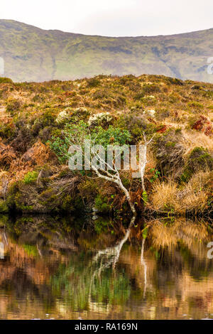 Loughros Point, County Donegal, Irland. 29. Dezember 2018. Rotbraun, Grün und Gold Farben sind in einem See auf wilde Land bog wider. Credit: Richard Wayman/Alamy leben Nachrichten Stockfoto