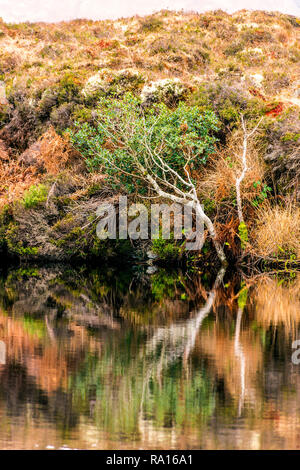 Loughros Point, County Donegal, Irland. 29. Dezember 2018. Rotbraun, Grün und Gold Farben sind in einem See auf wilde Land bog wider. Credit: Richard Wayman/Alamy leben Nachrichten Stockfoto