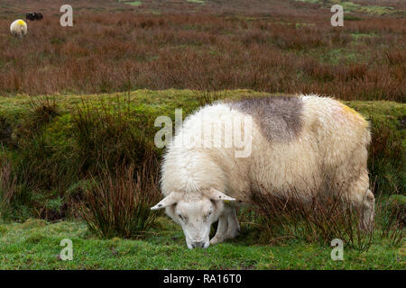 Schaf mit Markierungen auf Valentia Island County Kerry, Irland Stockfoto