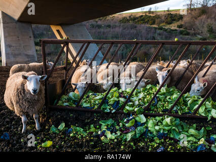 East Lothian, Schottland, Großbritannien, 29. Dezember 2018. Eine Herde Schafe, die von der untergehenden Sonne erleuchtet werden und sich unter einer Überflutbrücke von Rosenkohl und Kohl ernähren Stockfoto