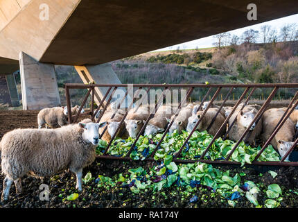 East Lothian, Schottland, Großbritannien, 29. Dezember 2018. Eine Herde Schafe, die von der untergehenden Sonne erleuchtet werden und sich unter einer Überflutbrücke von Rosenkohl und Kohl ernähren Stockfoto