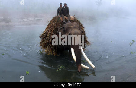 (181230) - Peking, 30. Dez., 2018 (Xinhua) - Mahouts überqueren Sie den Rapti River nach dem sammeln Lebensmittel für Elefanten in Kathmandu, ein Tourismus Hub im Südwesten Nepals Chitwan Bezirk, Dez. 30, 2018, nach Hause zurückzukehren. (Xinhua / Sunil Sharma) XINHUA FOTOS DES TAGES Stockfoto