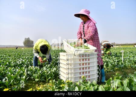 (181230) - Peking, 30. Dez., 2018 (Xinhua) - Landwirte holen Gemüse zu pflanzen in Pingdingshan City, Chinas Provinz Henan, November 5, 2017. Als Bemühung, das Recycling der Landwirtschaft zu fördern, der Kuhdung funktioniert gut als Dünger für die lokalen Bauern. Die Viehzucht spielt eine wichtige Rolle in der Grünen und effiziente Entwicklung der Landwirtschaft in Pingdingshan. China hat sich verpflichtet, ihre Anstrengungen zum Schutz der Umwelt und der wirtschaftlichen Entwicklung in 2019 zu koordinieren, ein wichtiges Jahr für den Gewinn der harten Kampf gegen Verschmutzung. Bei der jährlichen Zentralen wirtschaftlichen Arbeit Conferen Stockfoto