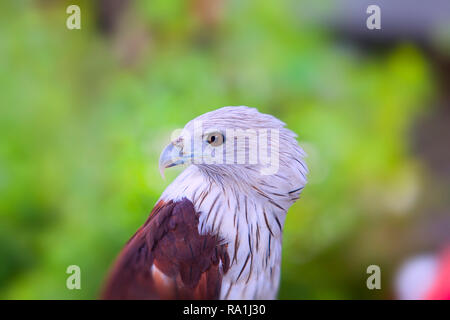 Close up Portrait von Red-tailed Hawk im Profil Stockfoto