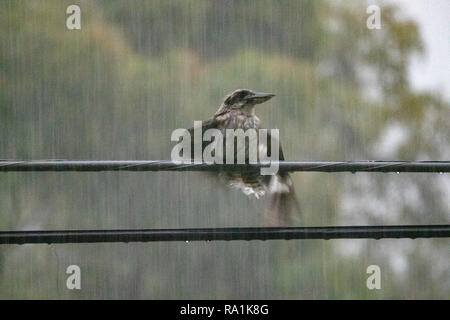 Nasse kookaburra Vogel thront auf einem Power Line in Australien während eines Sturms Stockfoto