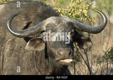 Portrait von Alt Büffel Kuh Kauen auf Gras. Stockfoto