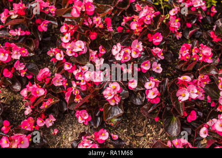 Dekoration und Natur Konzept - Schöne rosa Blumen im Garten Stockfoto