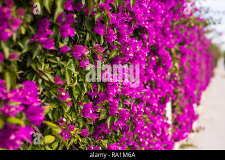 Dekoration und Natur Konzept - Schöne lila Blumen im Garten Stockfoto