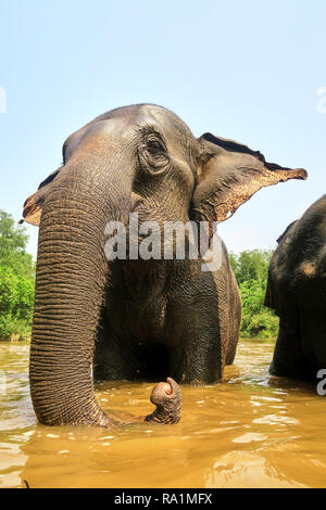 Asiatischer Elefant in einem Fluss Baden Stockfoto