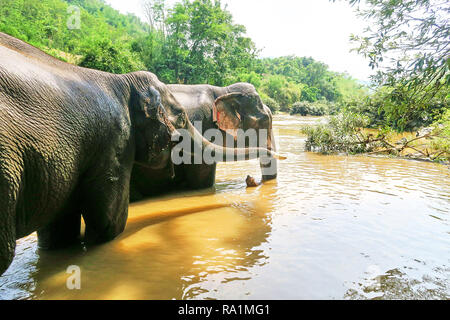 Paar asiatische Elefanten in einem Fluss Baden Stockfoto