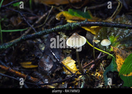 Kleine Pilze wachsen auf den Waldboden im Herbst Stockfoto