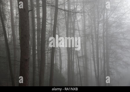 Atmosphärische Wintermorgen in Erncroft Woods, Etherow Country Park, Stockport, England. Nebel in den dichten Wald. Stockfoto