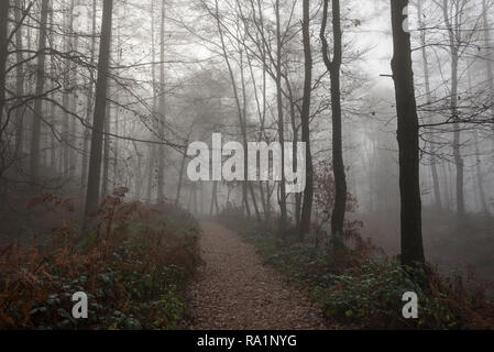 Atmosphärische Wintermorgen in Erncroft Woods, Etherow Country Park, Stockport, England. Nebel in den dichten Wald. Stockfoto