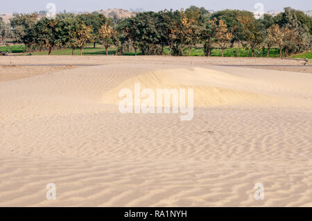 Sanddünen und Bäume im Thal Wüste Stockfoto