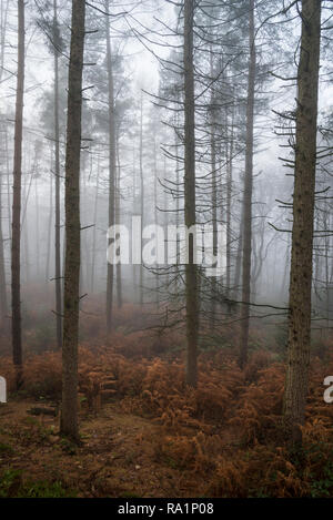 Atmosphärische Wintermorgen in Erncroft Woods, Etherow Country Park, Stockport, England. Nebel in den dichten Wald. Stockfoto