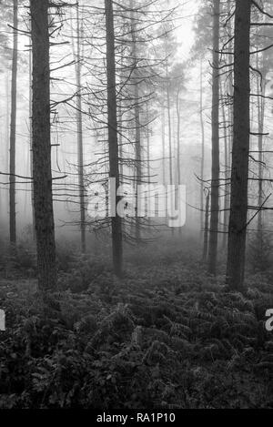 Atmosphärische Wintermorgen in Erncroft Woods, Etherow Country Park, Stockport, England. Nebel in den dichten Wald. Stockfoto