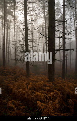 Atmosphärische Wintermorgen in Erncroft Woods, Etherow Country Park, Stockport, England. Nebel in den dichten Wald. Stockfoto