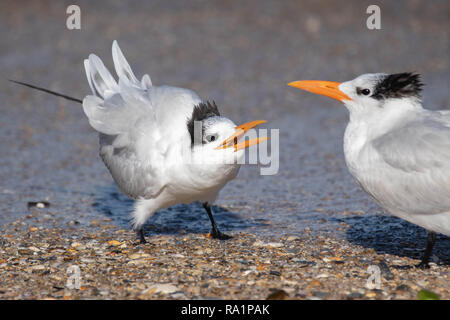 Royal Tern Betteln Stockfoto