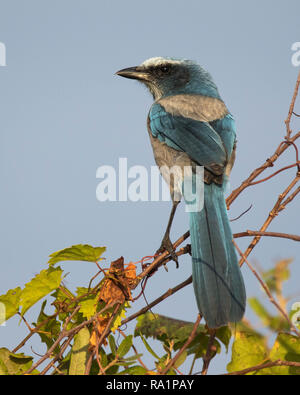 Ein scrub jay thront auf einige Florida scrub. Stockfoto