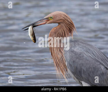 Rötliche Silberreiher Stockfoto