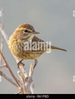 Ein palm Warbler thront auf einem Zweig in später Nachmittag. Stockfoto