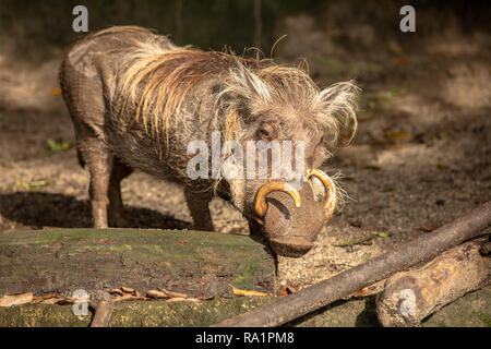 Gemeinsame Warzenschwein, Phacochoerus Africanus, flirten mit der Kamera Stockfoto