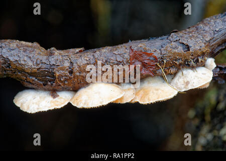 Variable Oysterling - Crepidotus variabilis kleine Pilz auf verrottenden Zweige Stockfoto