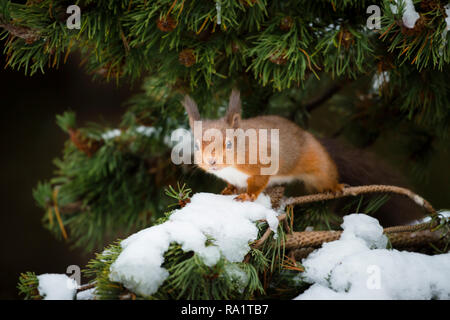 Eine eurasische Eichhörnchen füttern und spielen in den schneebedeckten Zweigen der Pinie, vom kalten Wetter mit ihren Wintermäntel geschützt Stockfoto