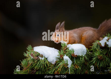 Eine eurasische Eichhörnchen füttern und spielen in den schneebedeckten Zweigen der Pinie, vom kalten Wetter mit ihren Wintermäntel geschützt Stockfoto