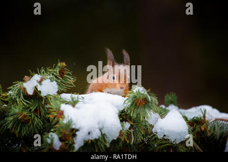 Eine eurasische Eichhörnchen füttern und spielen in den schneebedeckten Zweigen der Pinie, vom kalten Wetter mit ihren Wintermäntel geschützt Stockfoto