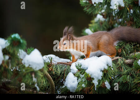 Eine eurasische Eichhörnchen füttern und spielen in den schneebedeckten Zweigen der Pinie, vom kalten Wetter mit ihren Wintermäntel geschützt Stockfoto