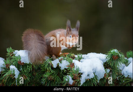 Eine eurasische Eichhörnchen füttern und spielen in den schneebedeckten Zweigen der Pinie, vom kalten Wetter mit ihren Wintermäntel geschützt Stockfoto